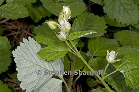 rubus glaucifolius 2 graphic